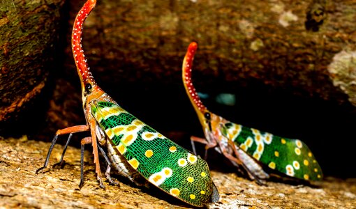 Beautiful Photo close fauna