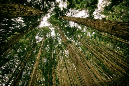 High up bark photo