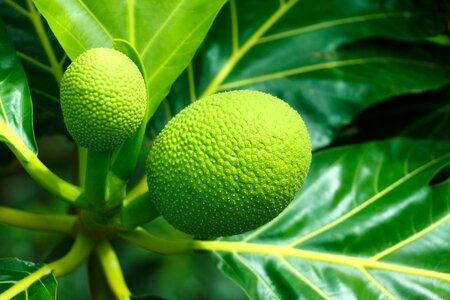 Ripe tasty green