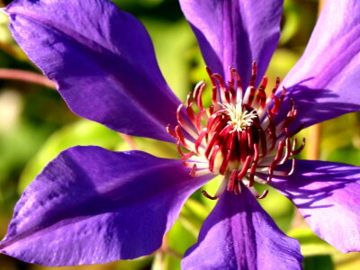 Beautiful Photo flora flower