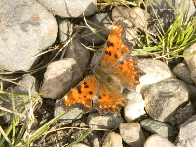 American copper butterfly