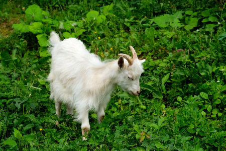 White Goat Eating on a Green Field photo
