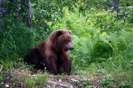 Bear alaska nature photo