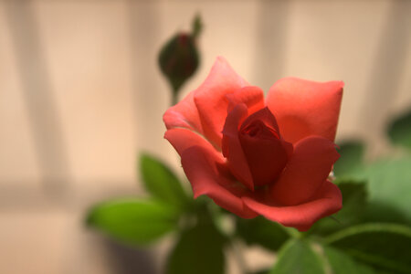 Pinkish Rose photo