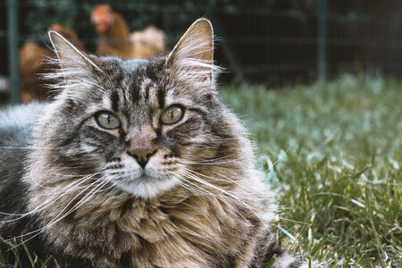 Maine Coon Cat in the Grass photo