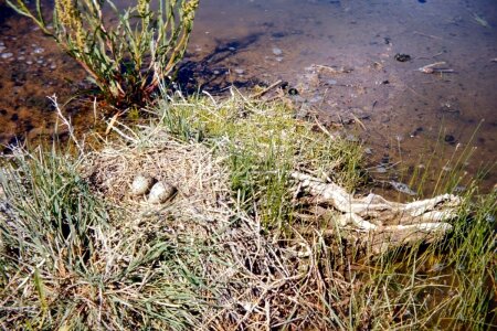 American nest Recurvirostra americana photo