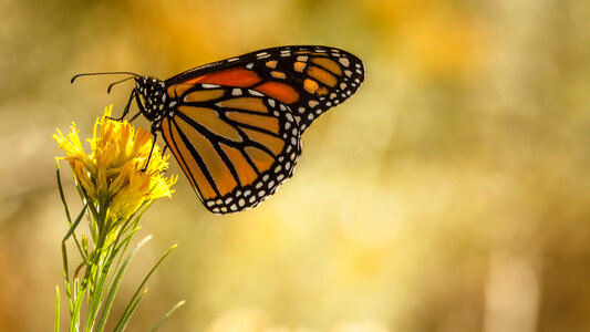 Monarch butterfly at Rocky Mountain Arsenal National Wildlife Refuge photo