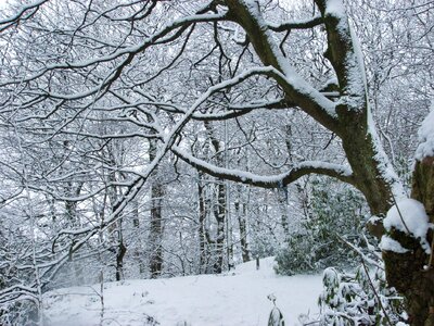 Snowy landscape branches photo