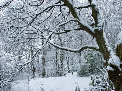 Snowy landscape branches