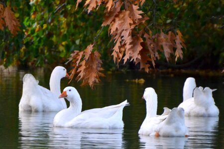 Water group autumn
