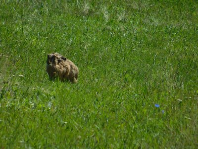 Animal bunny ecology photo