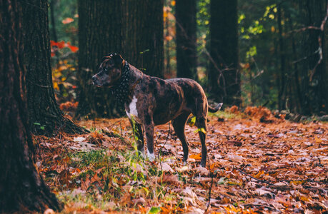 Dog in the Forest photo