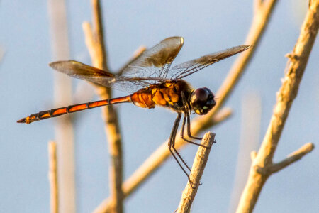 Four-spotted Skimmer photo