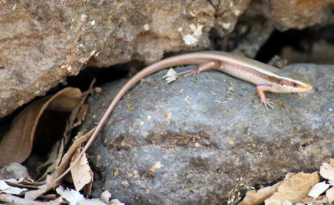Reptile