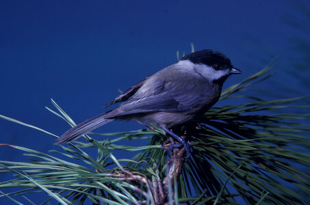 Carolina chickadee photo