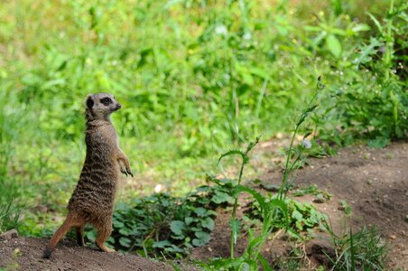 Sand meerkat animals
