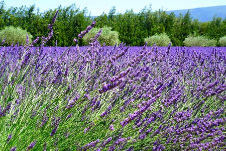 Agriculture aromatherapy beautiful flowers photo