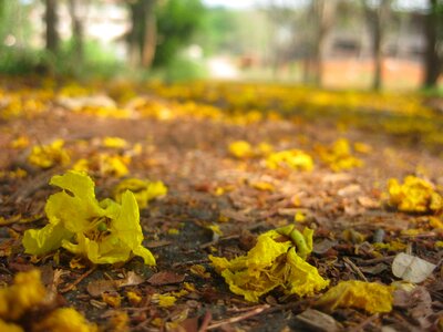 Natural blossom bloom