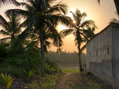 Palm tree beautiful place calm place photo