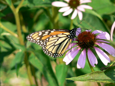 Monarch Butterfly-1 photo