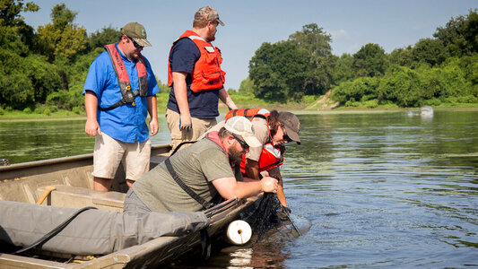 Alligator gar-1 photo