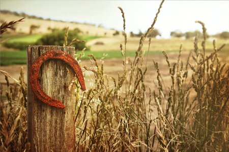 Symbol fortune horse photo