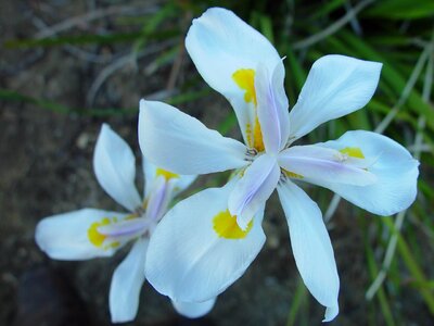 Blossom blossoming white