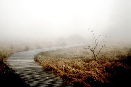 Plant meadow mood photo