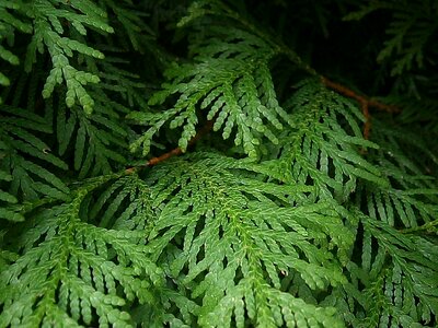 Tree of life conifers cypress under glass photo