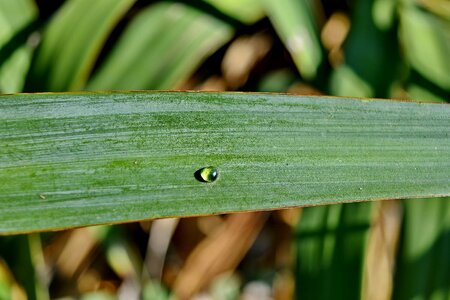 Close-Up dew green leaves photo