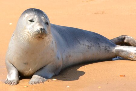 A seal on the beach photo