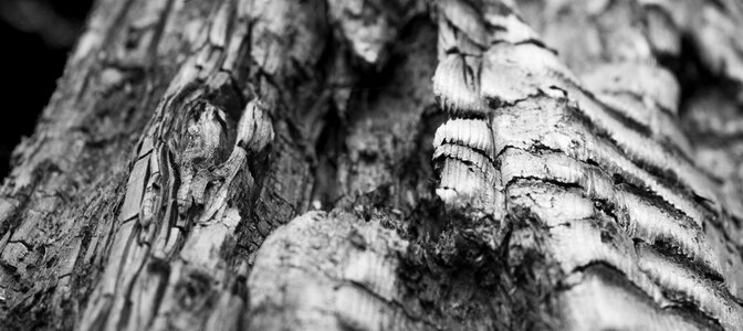Texture wooden ash photo