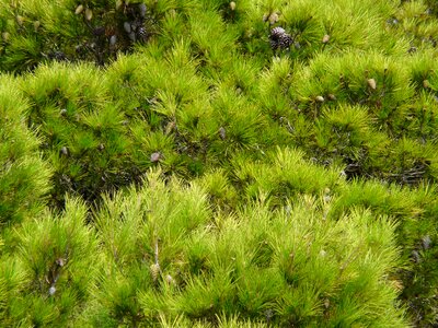 Needles green plant