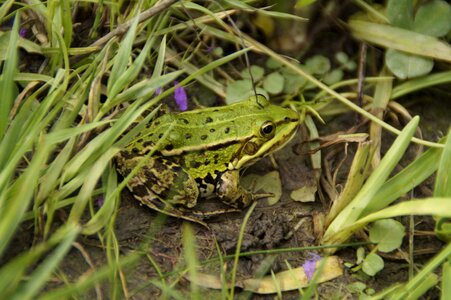 Meadow green amphibian