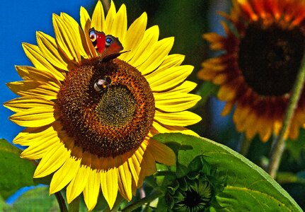 Summer nectar the flower