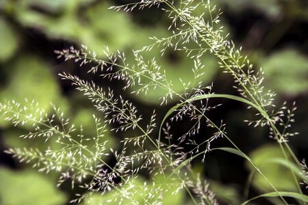 Field flora focus