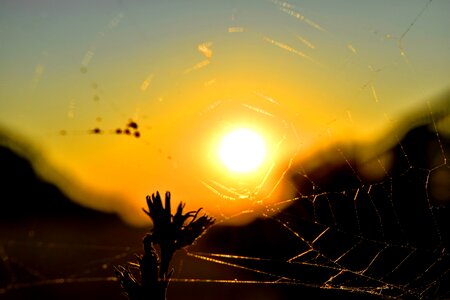 Evening landscape spider web