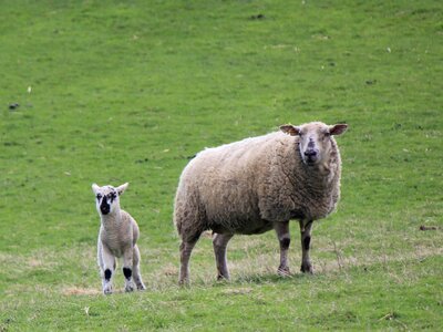 Sheep mother and little lamb photo