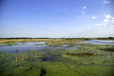 Beautiful Swamp landscape at Horicon Marsh photo