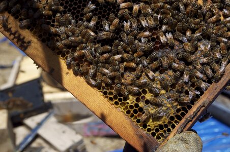 Bee insects bees