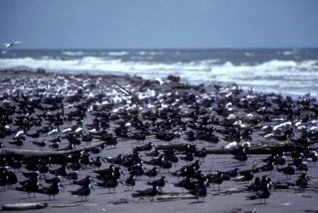 Bird black sandwich photo