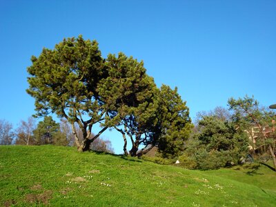 Landscape green turf photo