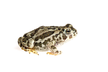 Great Plains toad