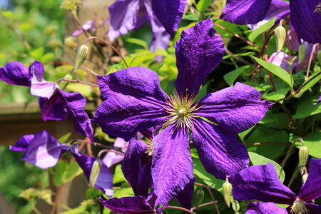 Purple clematis