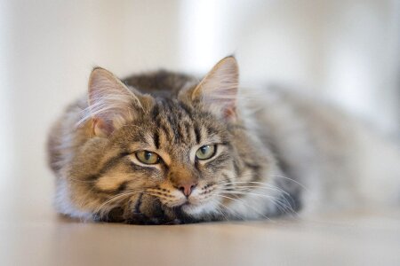 Animal beautiful photo cat