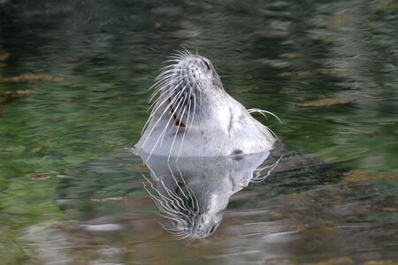 Head wet animal world