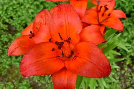 Details flower garden gardening