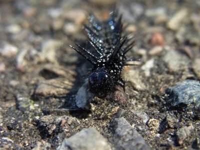 Animal insect nature