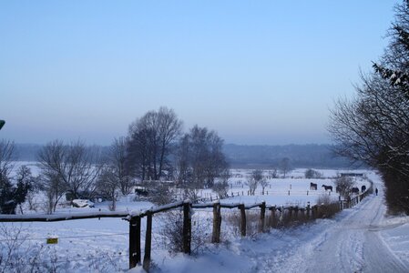 Snow coupling horses photo