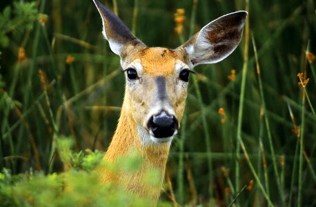 Animal chief deer